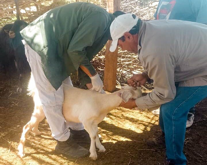 La Municipalidad de Jáchal con presencia y participación en corrales caprinos y ovinos de la localidad de Huaco