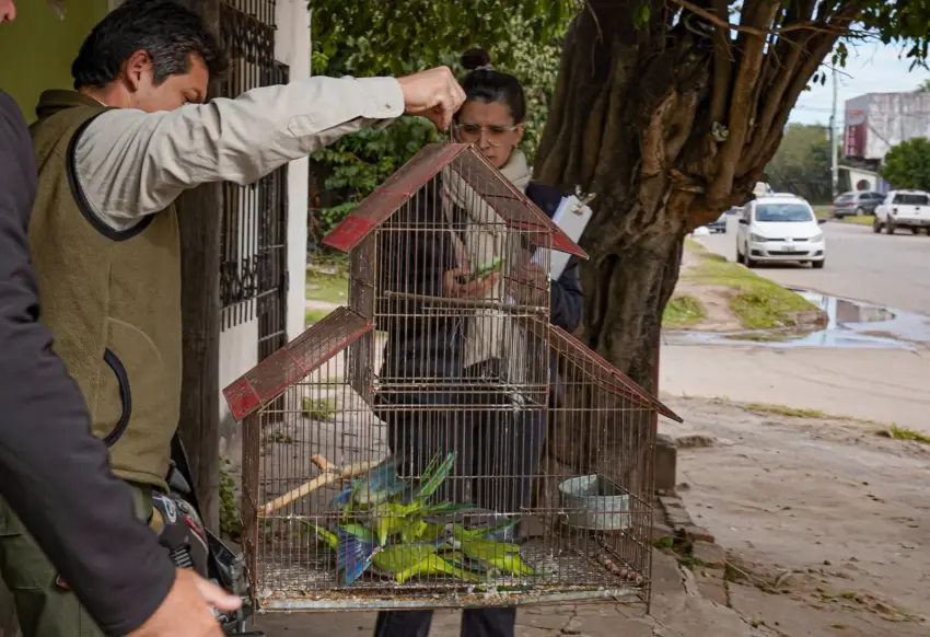 COTORRITAS.webp Nuevo operativo contra el maltrato animal en Corrientes: la Municipalidad rescató 11 cotorras en cautiverio