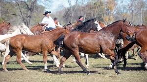 Caballo Criollo- 00.jpg Caballo Criollo- 00.jpg