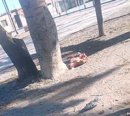 Caballo-ok.jpg MIRA EL VIDEO: ENCONTRARON TRES CABEZAS DE CABALLO EN UNA PLAZA DE SALTA
