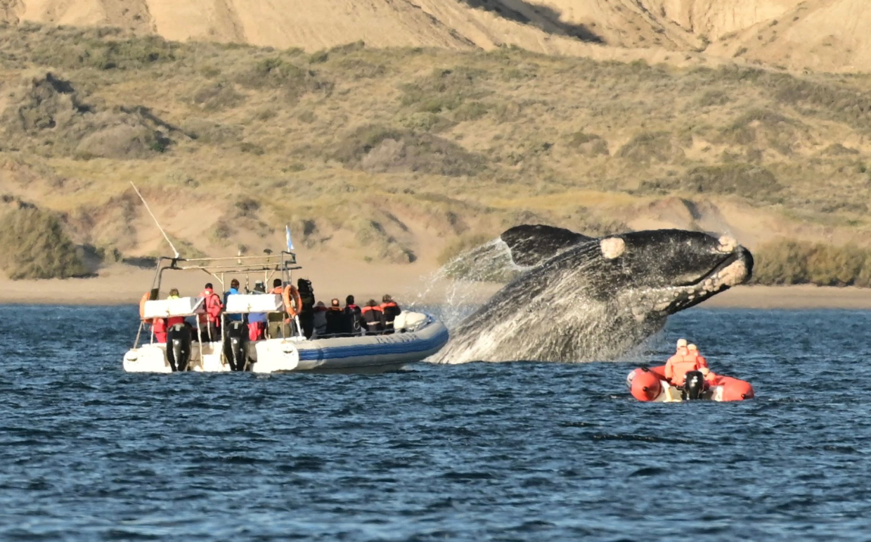 Chubut se prepara para recibir a las ballenas
