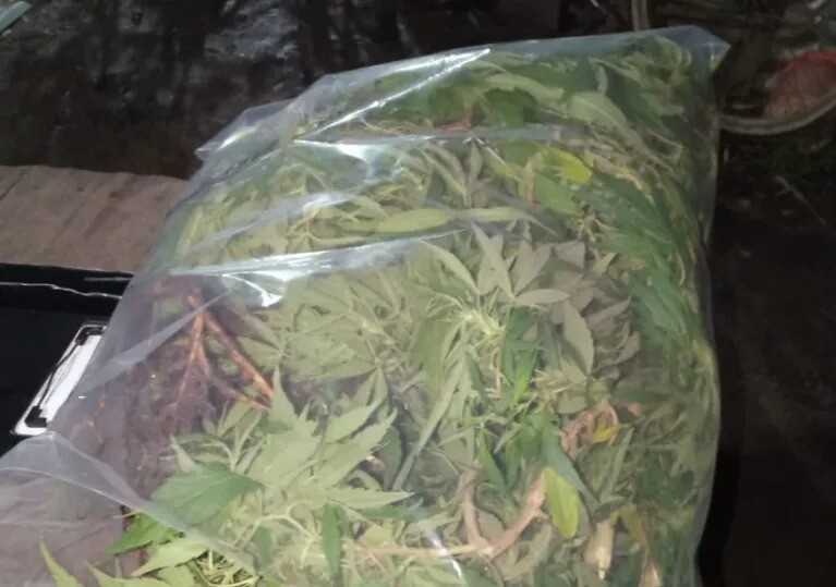 Buscaban una vaca robada y encontraron 22 plantas de marihuana en Concordia