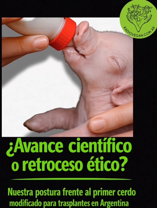 Cerdos clona.jpg Cerdo modificado genéticamente para trasplantes de órganos humanos