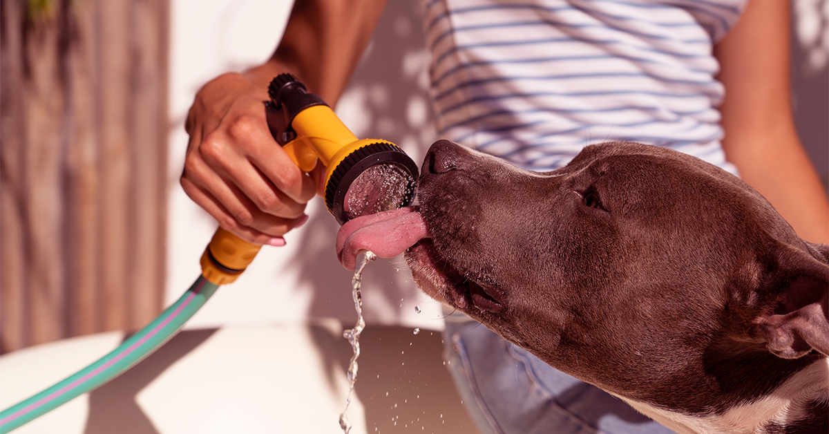 Cinco-consejos-para-cuidar-a-tu-mascota-del-calor.png Recomendaciones esenciales para proteger a las mascotas del calor extremo durante el verano