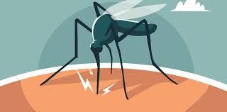 Dengue en Santa Fe- 13 barrios con presencia del Vector