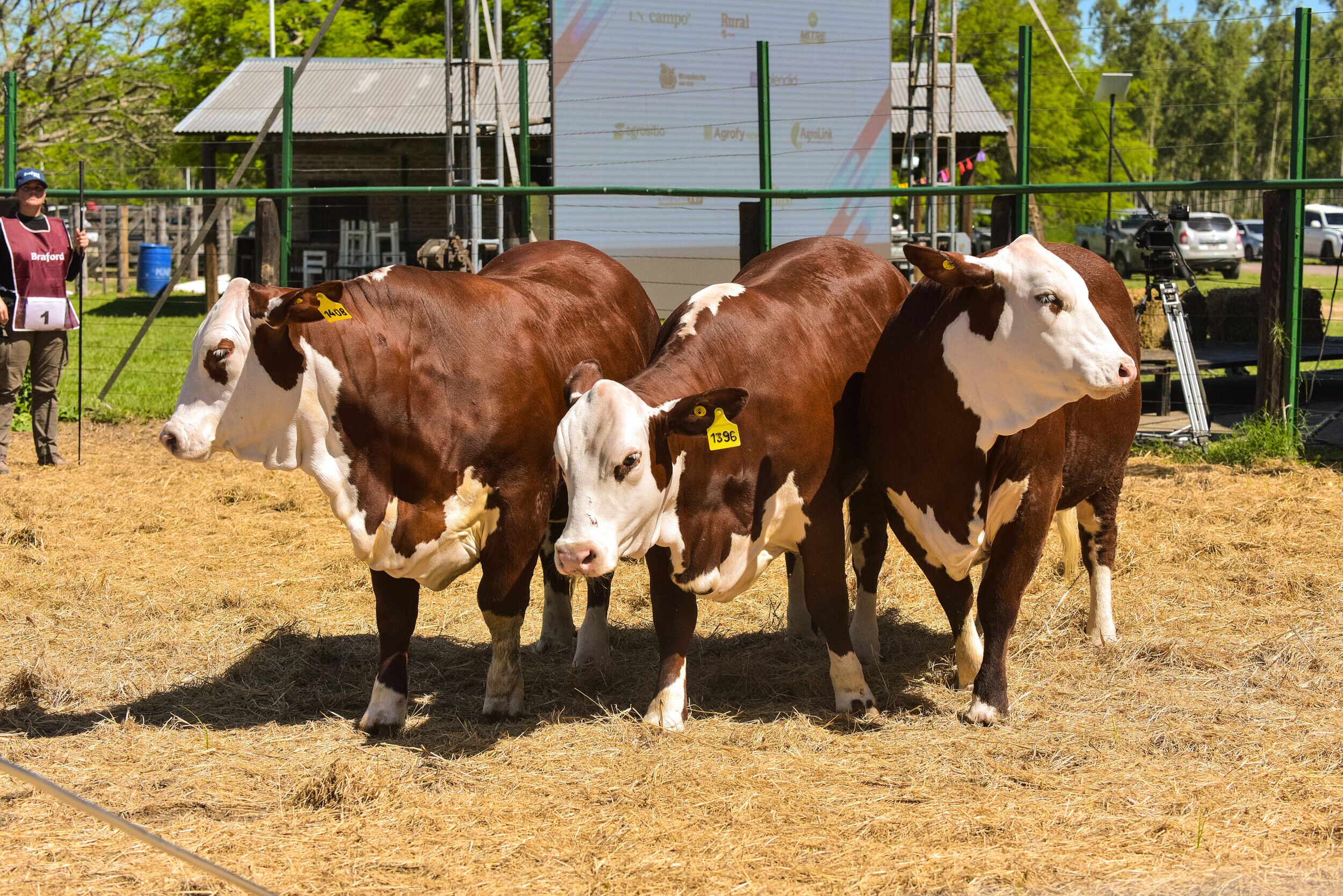 INFO RURAL – BRAFORD DE PRIMAVERA: NEGOCIOS FIRMES Y GENÉTICA DE ELITE EN EL NORTE ARGENTINO.