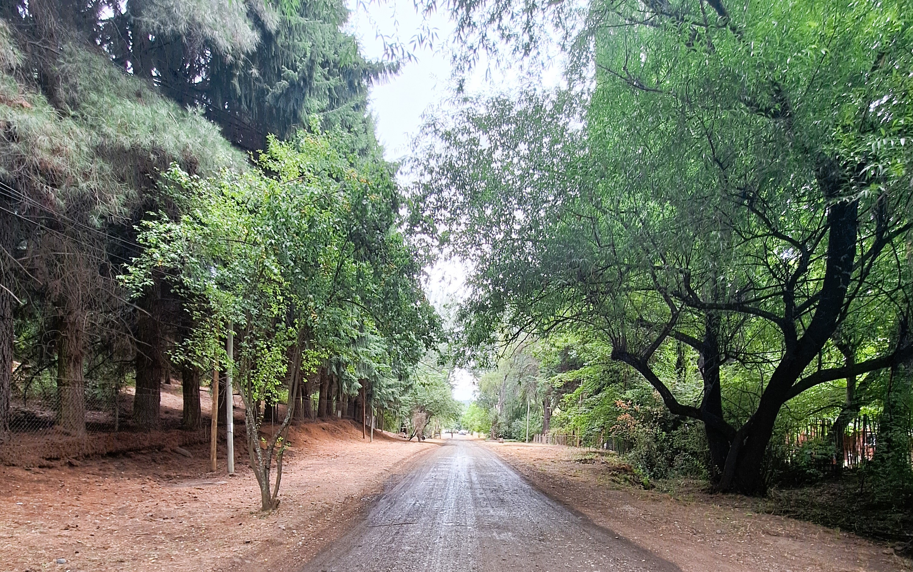 ELBOLSON-CAMINO DE PIONEROS 0.jpg ELBOLSON-CAMINO DE PIONEROS 0.jpg