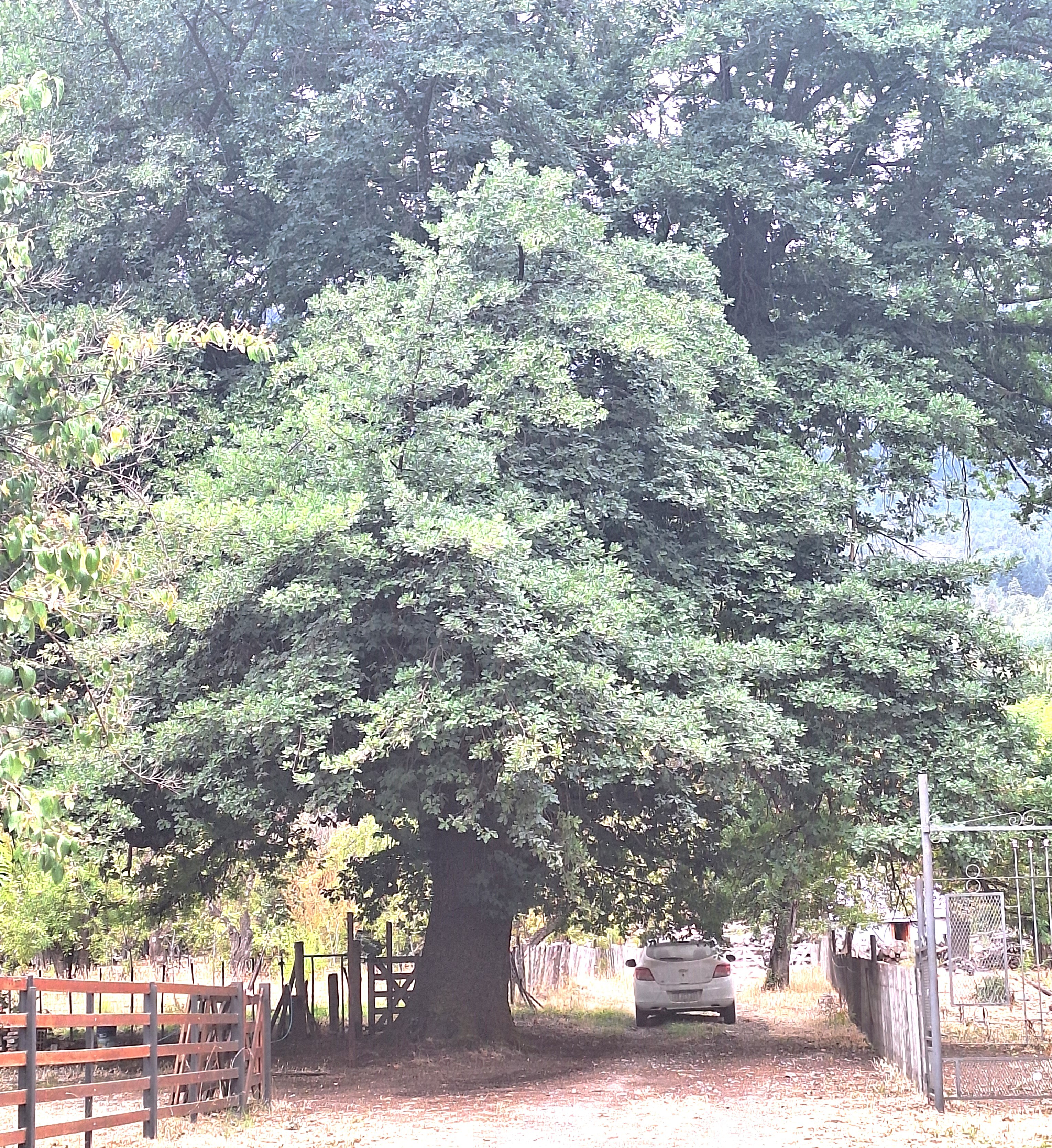 ELBOLSON-CAMINO DE PIONEROS 9 ROBLE MERINO.jpg ELBOLSON-CAMINO DE PIONEROS 9 ROBLE MERINO.jpg