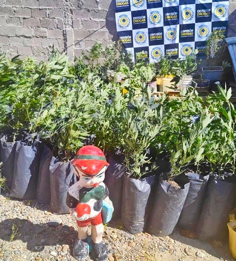 Operativo «Enano Verde»: La Policía del Chubut secuestró más de 600 plantas de marihuana y desmanteló un punto de narcomenudeo en Comodoro Rivadavia