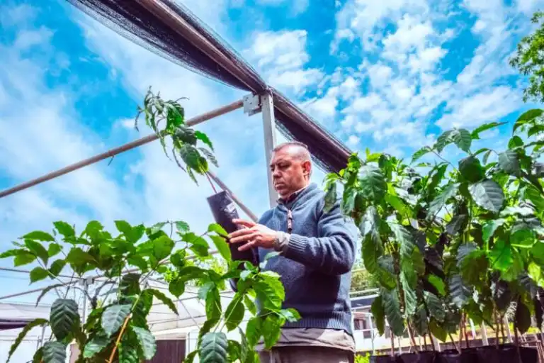 Misiones abre camino al café: ensayos agroforestales exploran una nueva alternativa productiva