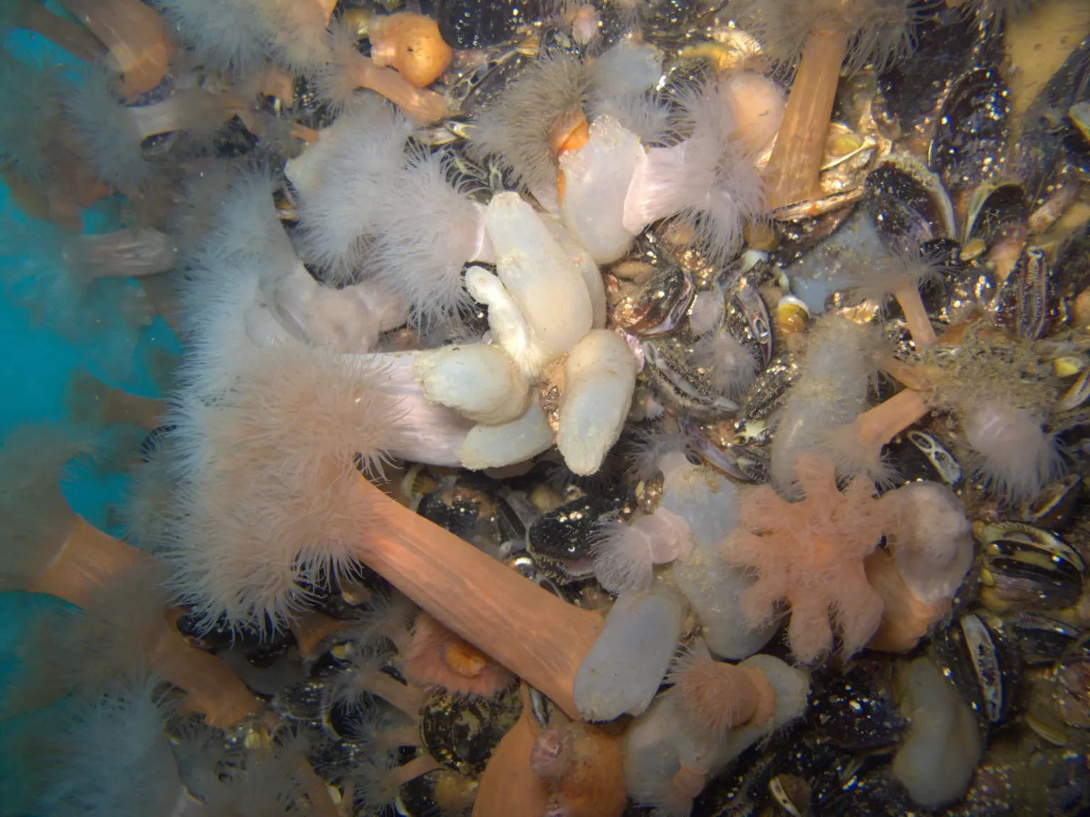Especies-exoticas-bajo-el-muelle-de-Puerto-Madryn-scaled-1