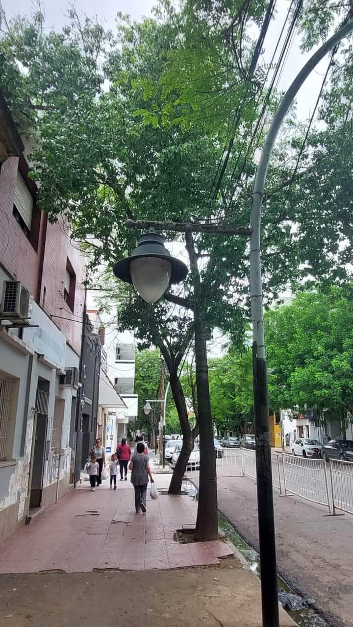 FB_IMG_1732137298314.jpg La Dirección de Parques y Paseos a través de la Subdirección de Arbolado Urbano realizará la poda de un árbol por daños en inmueble