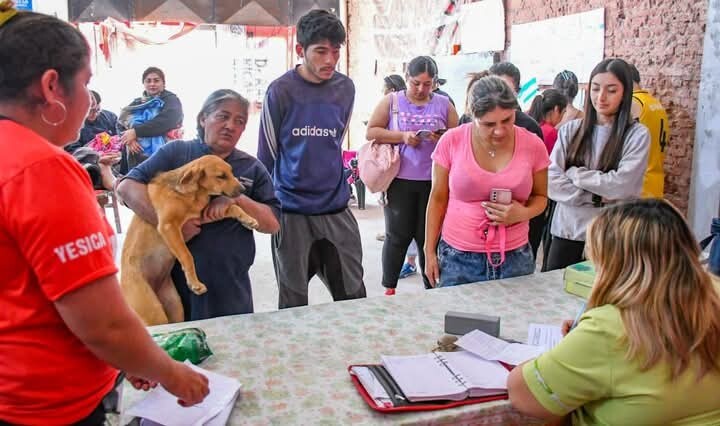 La Municipalidad realizó más de 400 castraciones mensuales durante este año con su programa de Zoonosis y Tenencia responsable