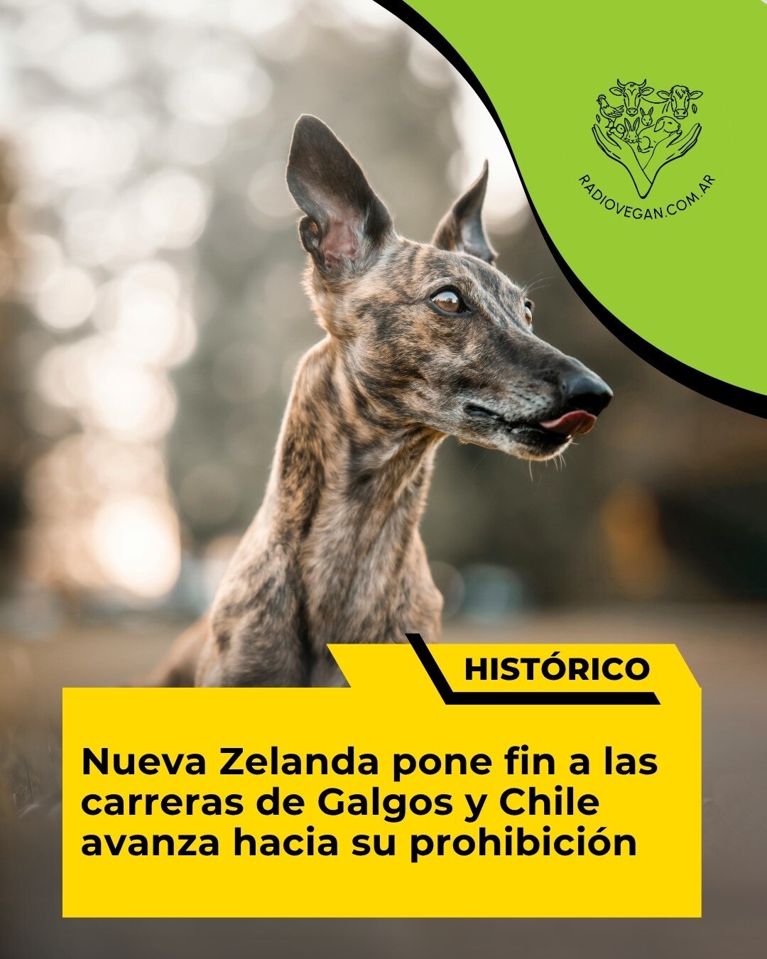 FIN DE CARRERAS DE GALGOS EN NUEVA ZELANDA