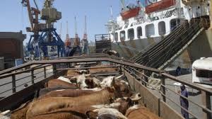 Fuerte caída de las «Exportaciones de Carne» en el primer trimestre del 2025