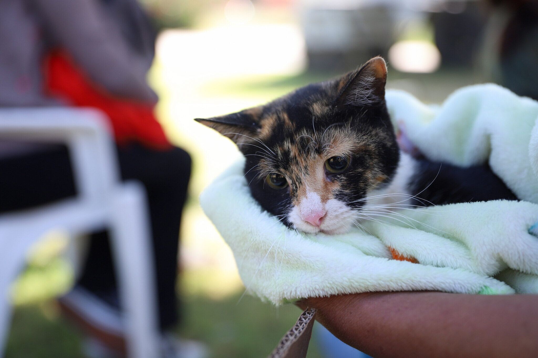 CIUDAD: refuerza la esterilización para perros y gatos