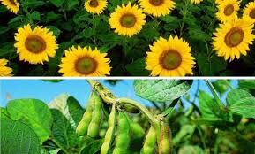 GIRASOLY SOJA-01.jpg GIRASOLY SOJA-01.jpg