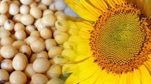 GIRASOLY SOJA-03.jpg GIRASOLY SOJA-03.jpg