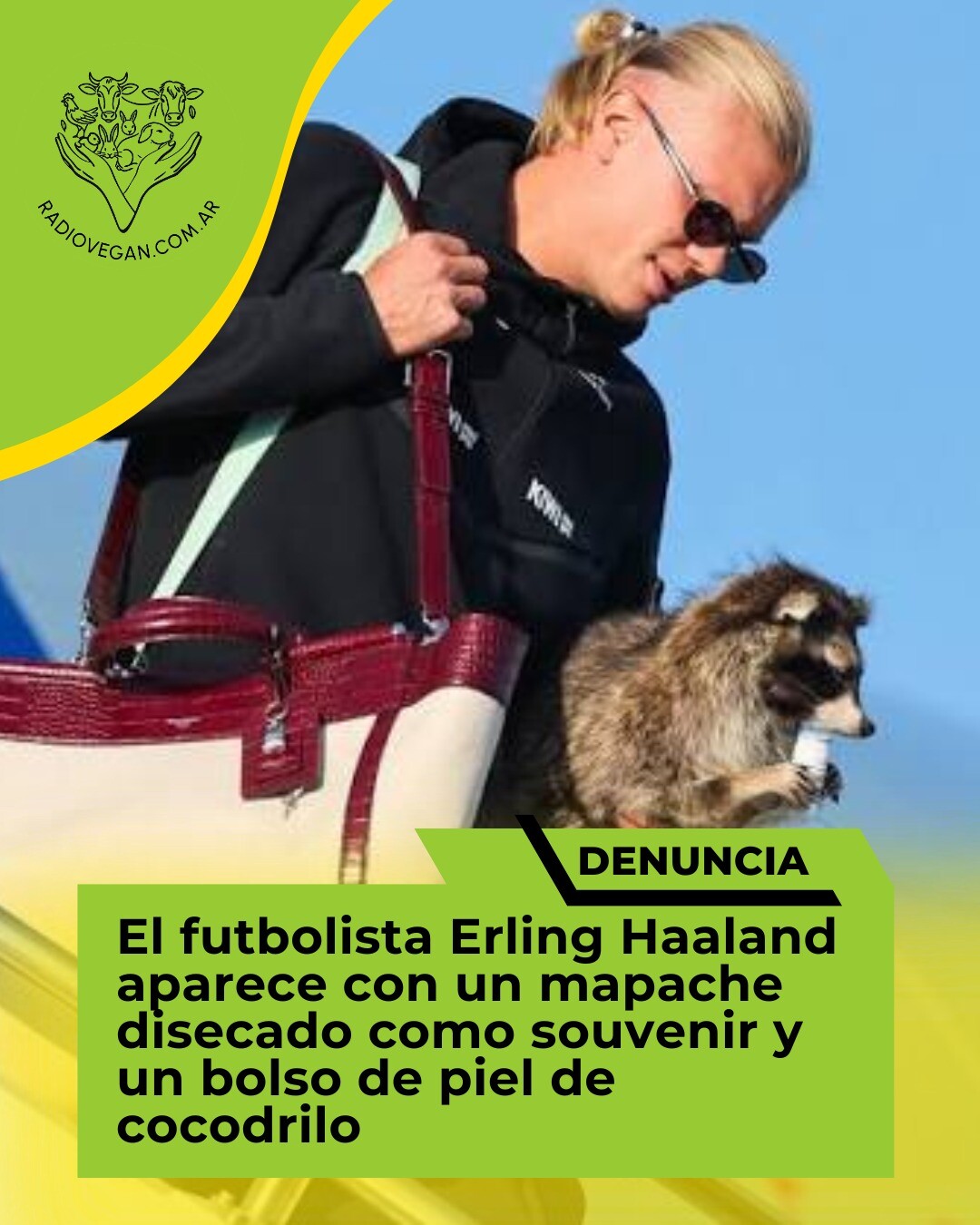 Haaland mundial.jfif Futbolista Erling Haaland aparece con mapache disecado