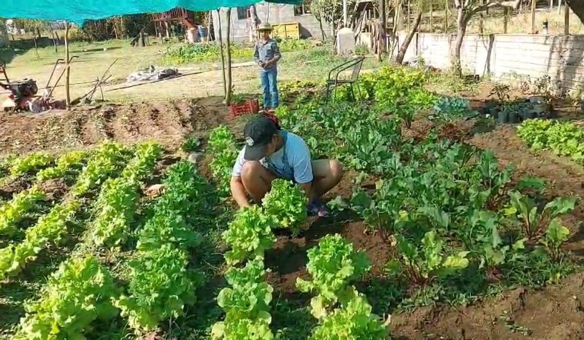 Huerta (1).jpeg Huerta (1).jpeg