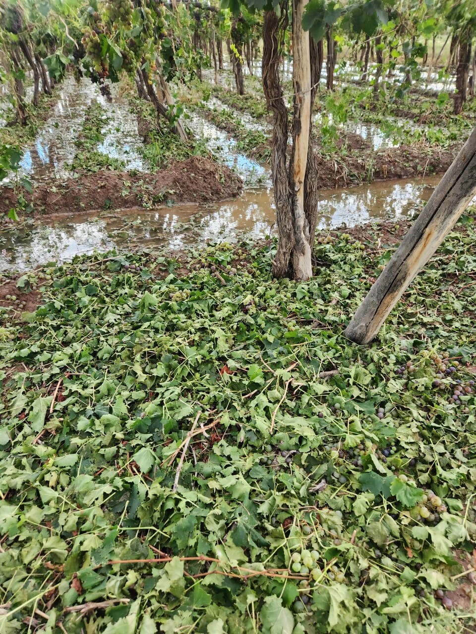 El gobierno provincial declaró la emergencia agropecuaria tras las intensas lluvias y el granizo que afectaron los cultivos desde diciembre.