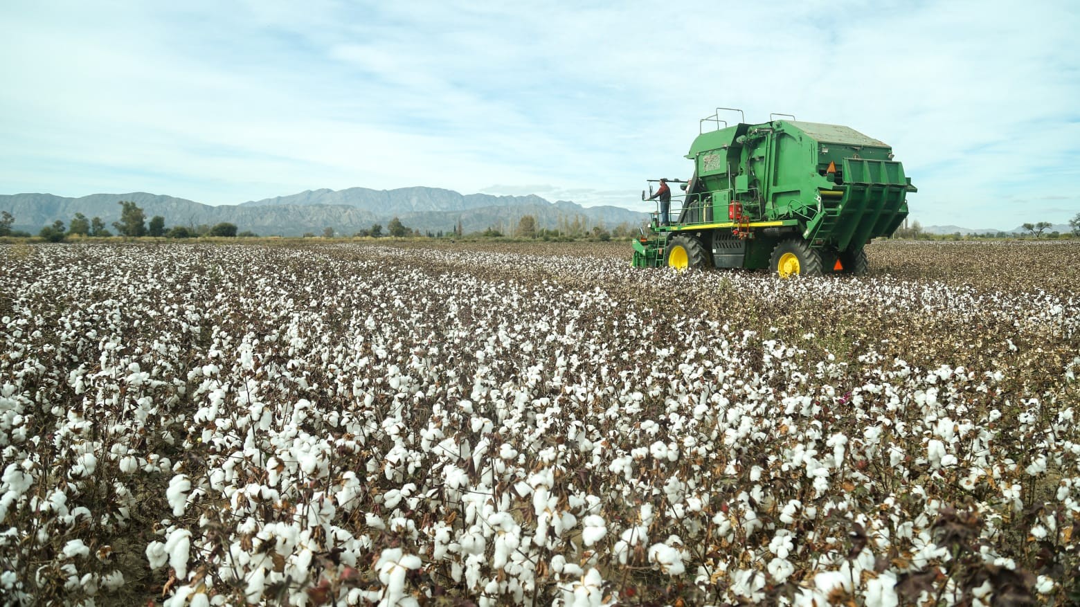 Comenzó oficialmente la cosecha de algodón en Jáchal, un proyecto agrícola que busca revitalizar este cultivo en la provincia.