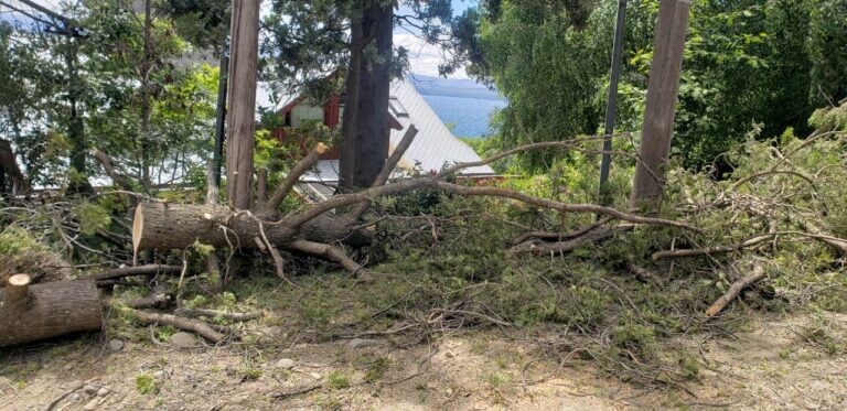 Rápida intervención municipal evitó riesgos por caída de árboles en distintos puntos de la ciudad