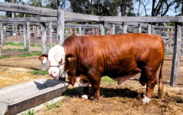 INFO RURAL 2026 – COLOMBO Y MAGLIANO REMATÓ 14.000 CABEZAS Y CABALLOS CUARTO DE MILLA  EN CURUZÚ CUATIÁ CTES. CON MUY BUENA DEMANDA Y BUENOS PRECIOS..