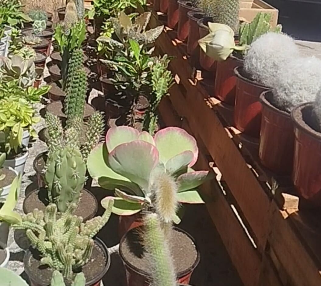 IMG-20260413-WA0009.jpg IMG-20260413-WA0009.jpg