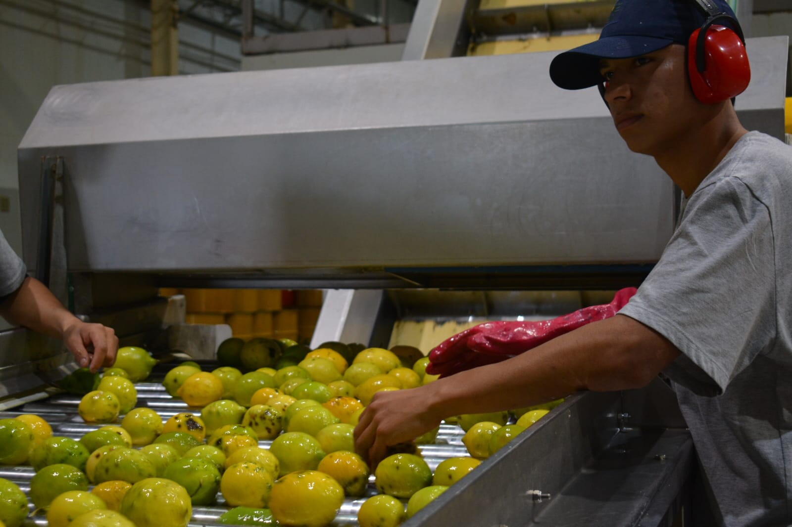 INFO RURAL – LA EXITOSA COSECHA DE LIMÓN EN BELLA VISTA, IMPULSA EXPORTACIONES MILLONARIAS PARA CORRIENTES