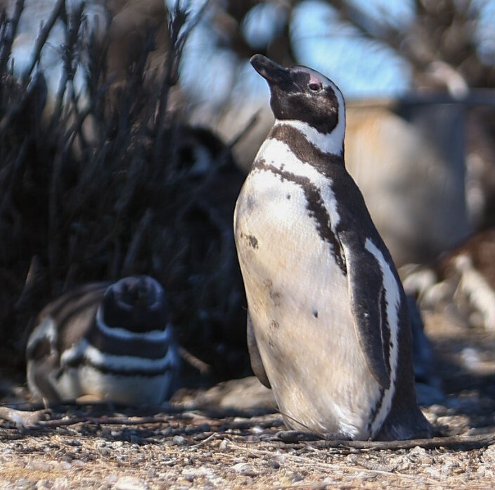Los pingüinos de Magallanes llegan a Chubut para brindar uno de los grandes espectáculos de la fauna patagónica Los pingüinos de Magallanes llegan a Chubut para brindar uno de los grandes espectáculos de la fauna patagónica