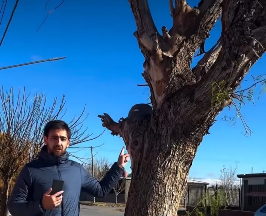 Desde el municipio de Sarmiento informaron a sus vecinos que si van a realizar la poda de su arbolado deben  primero debes solicitar un permiso de poda en la Dirección de Producción y Medio Ambiente