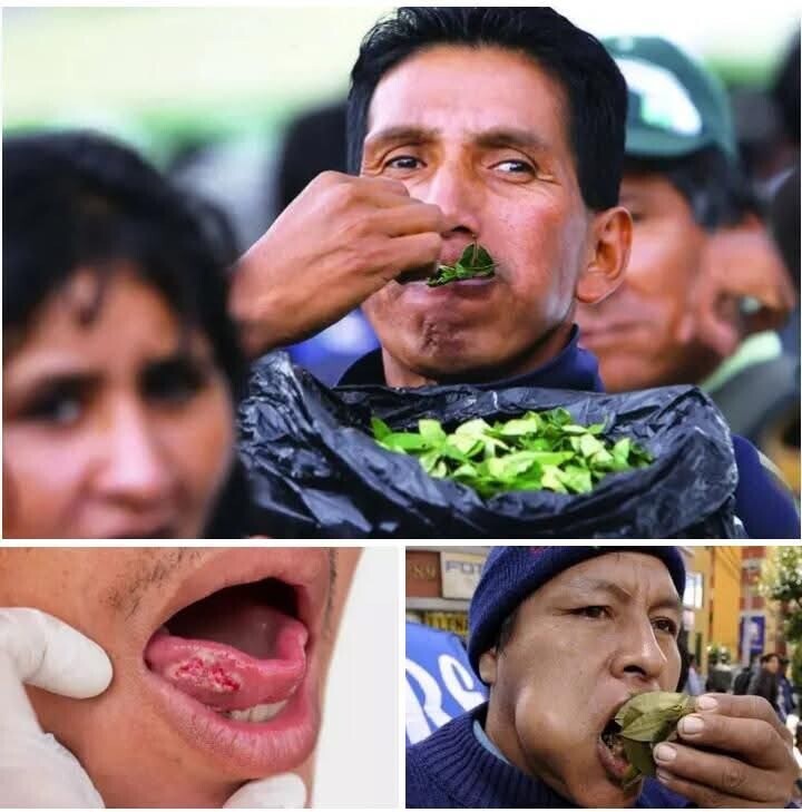 Alarma sanitaria en Bolivia: investigan si coca contaminada está vinculada a decenas de casos de cáncer bucal