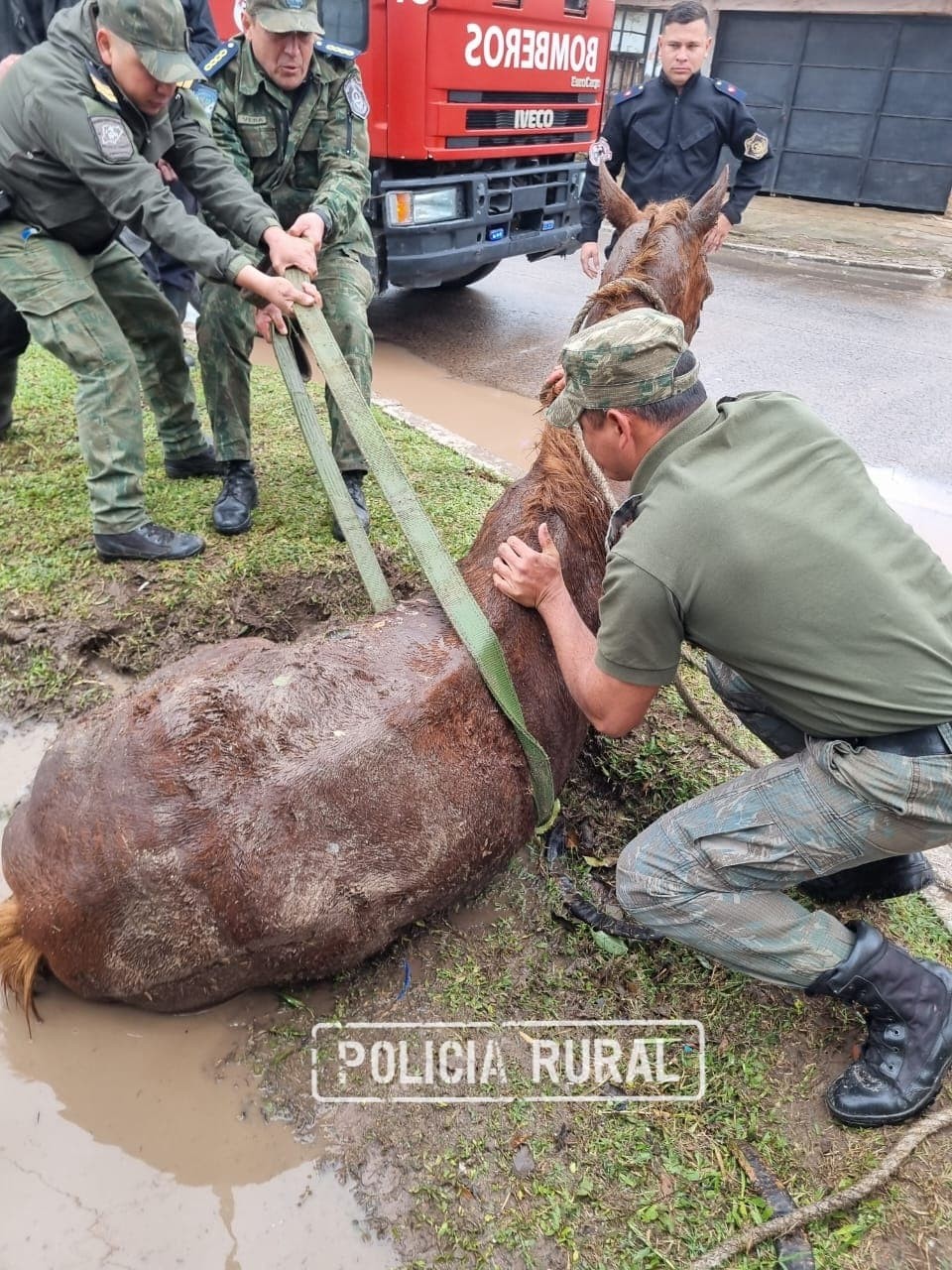 Policia Rural rescata equino abandonado en la via publica