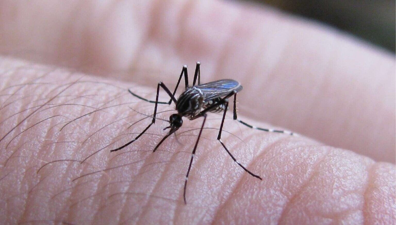 Informacion-para-la-prevencion-del-dengue-y-fiebre-chikungunya-1536x875.jpg Informacion-para-la-prevencion-del-dengue-y-fiebre-chikungunya-1536x875.jpg