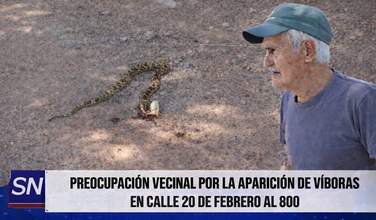 Vecinos alertan por la aparición de víboras en la zona del canal Metán IV Vecinos alertan por la aparición de víboras en la zona del canal Metán IV