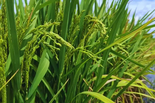 El arroz argentino, ¿con una de las peores crisis? «Ni con una cosecha récord de 12.000 kilos por hectárea cubrimos costos»