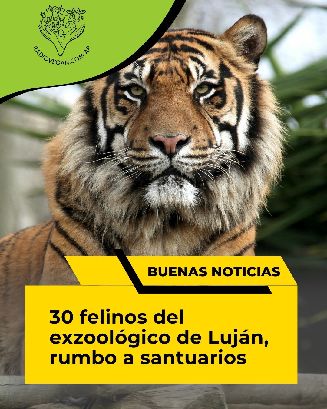TRASLADO HISTÓRICO: 30 FELINOS VIAJAN RUMBO A SANTUARIOS