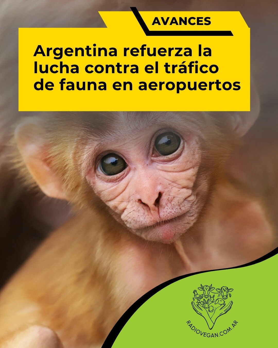 ARGENTINA AVANZA EN LA LUCHA CONTRA EL TRAFICO DE FAUNA SILVESTRE