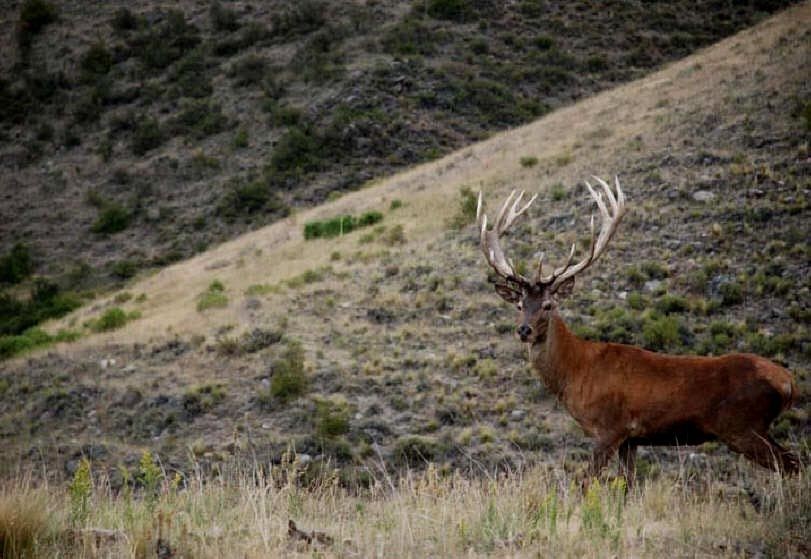 Ambiente. Autorizan en Córdoba la caza deportiva de algunas especies de jabalí y ciervos