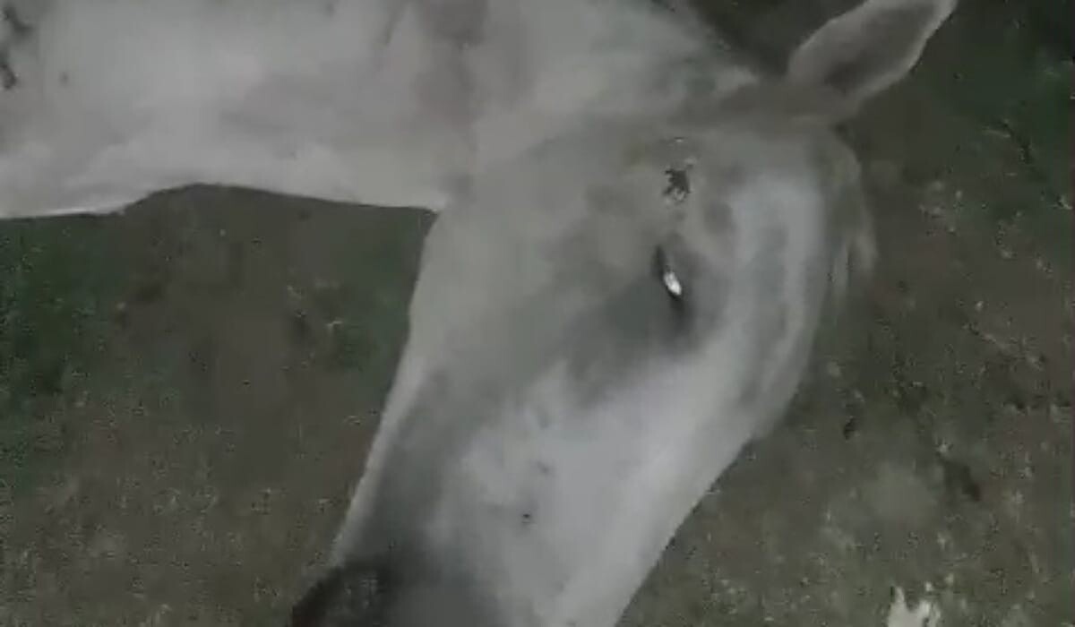 Maltrato Animal (1).jpeg Maltrato Animal (1).jpeg