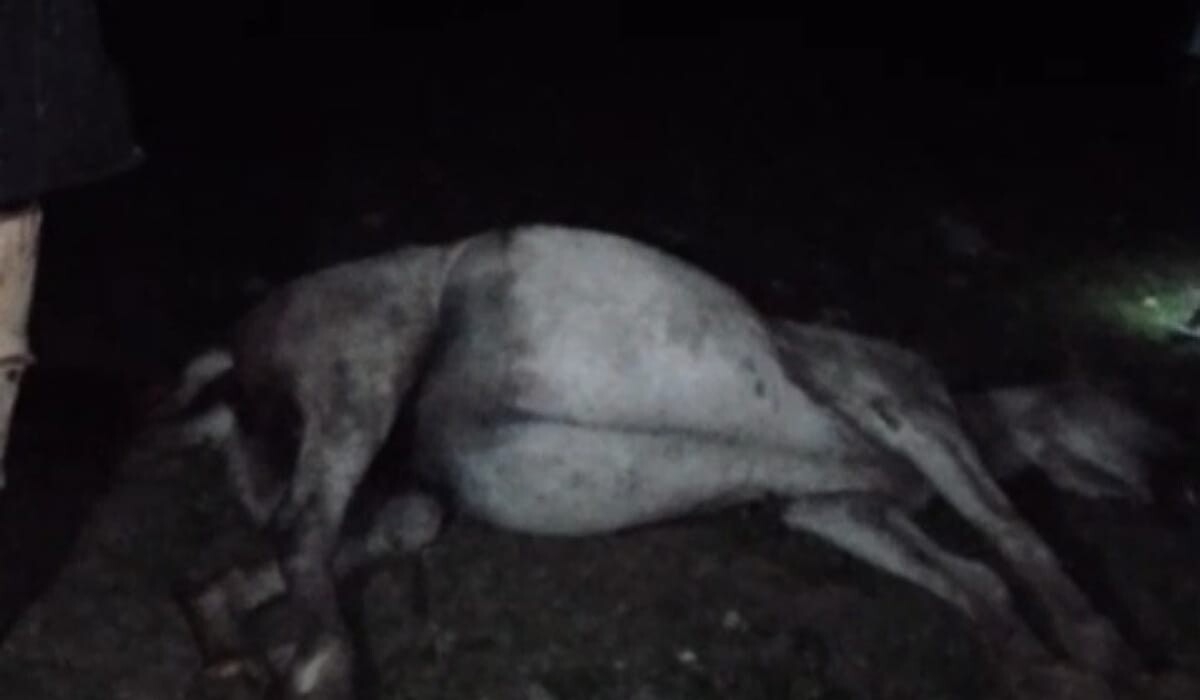 Maltrato Animal (4).jpeg Maltrato Animal (4).jpeg