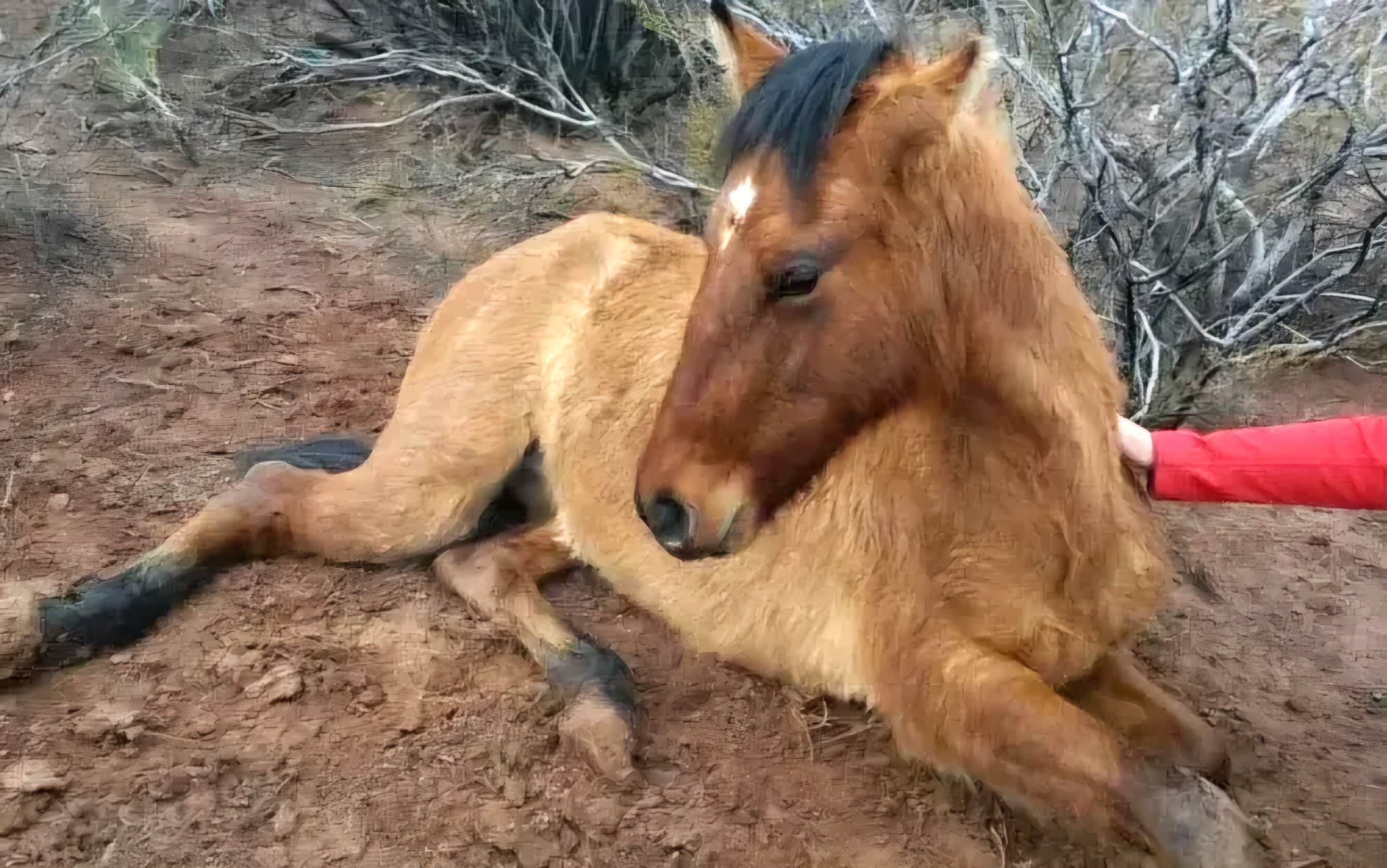 Maltrato AnimalWJw.jpg Maltrato animal: imputan a una mujer por la muerte de una potranca tras grave negligencia