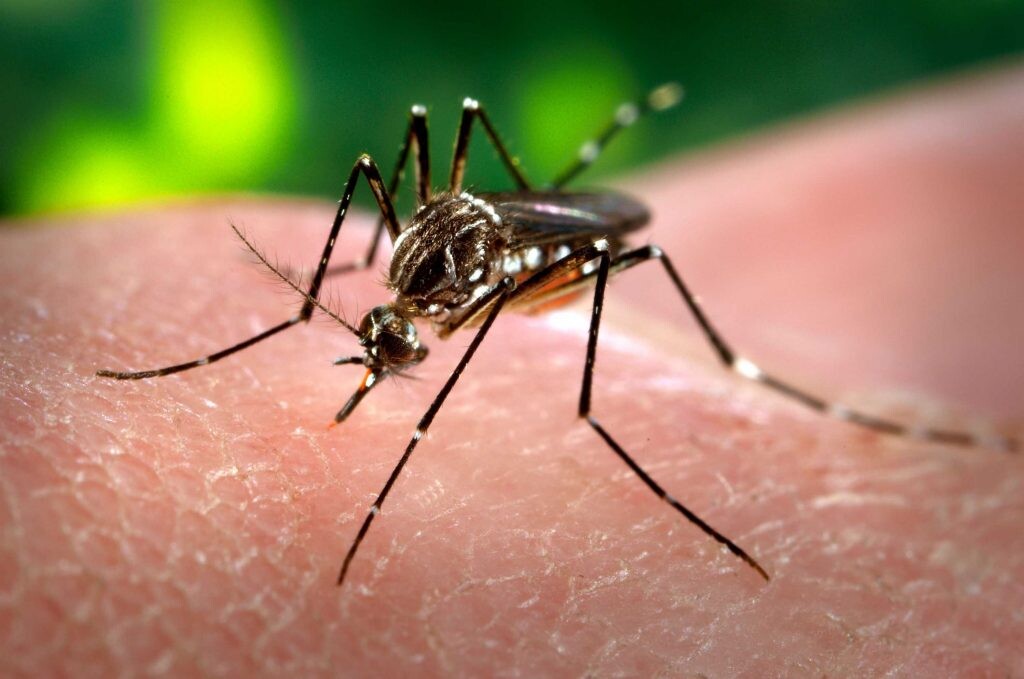 MosquitoDengue-1024x679-1.jpg Salud Pública confirmó el tercer caso de dengue en la capital salteña