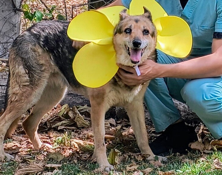 Nicolas Mansilla.jpg Se brindará cobertura veterinaria a perros adultos que sean adoptados