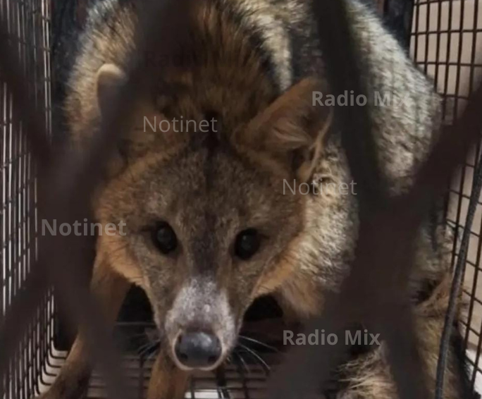 Rescataron a un zorro pampeano que estaba escondido en el patio de una casa en Granadero Baigorria
