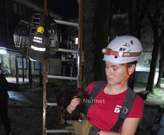 Bomberos Zapadores rescataron a un gato que estaba atrapado en un árbol en San Lorenzo