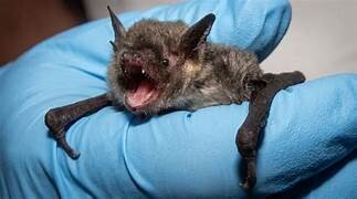 Bromatología vacunará en la zona afectada Murciélago positivo a rabia activa el anillo sanitario