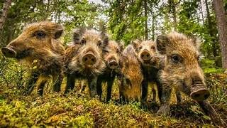 Especialista propone capturar piaras completas para controlar la plaga de jabalíes en Tandil