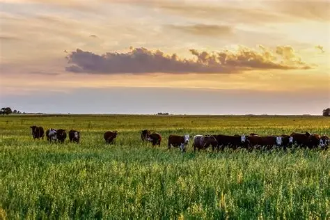 INFO RURAL – BAJA DE RETENCIONES: EL GOBIERNO LE DA UNA SEÑAL AL CAMPO Y CALCULA LOS DÓLARES QUE APORTARÁ LA PRÓXIMA COSECHA.